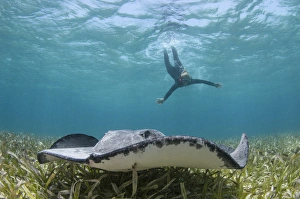 Caribbean Whiptail Ray (Himantura schmardae) & snorkeler, Shark Ray Alley, Hol Chan Caribbean Whiptail Ray (Himantura schmardae) & snorkeler, Shark Ray Alley, Hol Chan