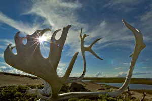 Caribou antlers on the sandy ground in the Northwest Territories, Canada Caribou antlers on the sandy ground in the Northwest Territories, Canada