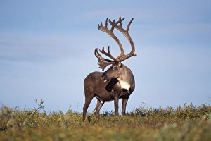 caribou, Rangifer tarandus, in Denali National Park, interior of Alaska caribou, Rangifer tarandus, in Denali National Park, interior of Alaska