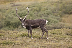 A caribou stands on the alpine tundra near the Denali Park road in the Alaska Range A caribou stands on the alpine tundra near the Denali Park road in the Alaska Range