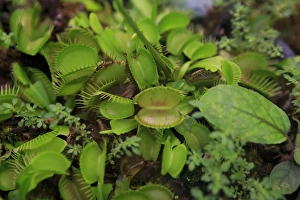 Carnivorous plants such as these Venus Fly Traps can be found at the Cairns Botanic Gardens Carnivorous plants such as these Venus Fly Traps can be found at the Cairns Botanic Gardens