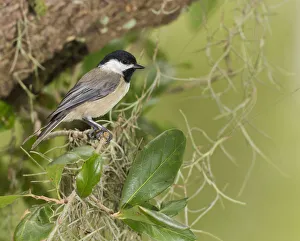 Carolina chickadee, Poecile carolinensis, in live oak tree, Florida Carolina chickadee, Poecile carolinensis, in live oak tree, Florida