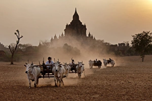 Carts pulled on a dusty field, Bagan, Myanmar Carts pulled on a dusty field, Bagan, Myanmar