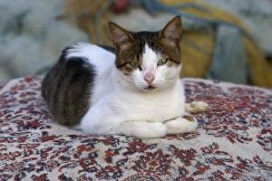 Cat in Marina of Kusadasi along the Aegean Sea, Turkey Cat in Marina of Kusadasi along the Aegean Sea, Turkey