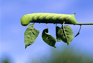 Nature Close Up Prints: Caterpiller on a leafstem of a tree