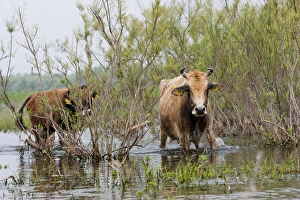 Cattle in the flooded Danube Delta near the Sulina Channel Cattle in the flooded Danube Delta near the Sulina Channel