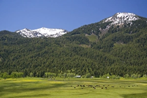Cattle graze in a valley below Snowbank Mountain in Valley County, Idaho Cattle graze in a valley below Snowbank Mountain in Valley County, Idaho