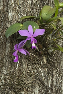 Cattleya nobilis Orchid, Northern Pantanal, Mato Grosso, Brazil Cattleya nobilis Orchid, Northern Pantanal, Mato Grosso, Brazil