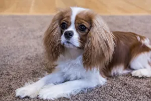 Cavalier King Charles Spaniel puppy reclining on the carpet. (PR) Cavalier King Charles Spaniel puppy reclining on the carpet. (PR)
