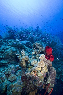 Cayman Islands, Little Cayman Island, Underwater view of Coral reef along Bloody Bay Wall Cayman Islands, Little Cayman Island, Underwater view of Coral reef along Bloody Bay Wall