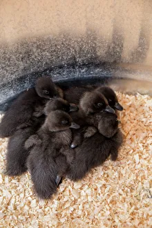 Cayuga ducklings huddled together under a heat lamp for warmth Cayuga ducklings huddled together under a heat lamp for warmth