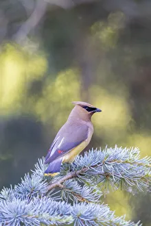 Cedar waxwing in blue atlas cedar tree, Marion County, Illinois Cedar waxwing in blue atlas cedar tree, Marion County, Illinois
