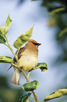 Cedar Waxwing (Bombycilla cedrorum) in Apple tree, Marion Co. IL Cedar Waxwing (Bombycilla cedrorum) in Apple tree, Marion Co. IL