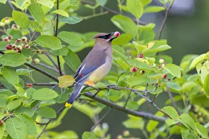 Cedar waxwing in eating serviceberry in serviceberry bush, Marion County, Illinois Cedar waxwing in eating serviceberry in serviceberry bush, Marion County, Illinois