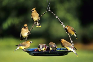 Cedar Waxwings (Bombycilla cedrorum) on grape jelly birdfeeder, Marion Co. IL Cedar Waxwings (Bombycilla cedrorum) on grape jelly birdfeeder, Marion Co. IL