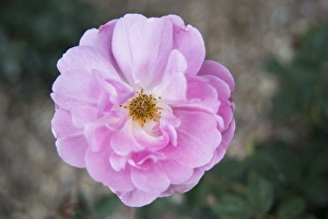 Soft Pink Flowers Prints: Centered pink rose