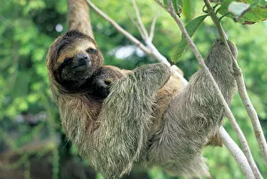 Sloth Prints: Central America Print: Mother and Baby Three-toed Sloth