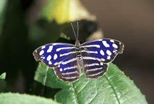 Central America, Costa Rica. Butterfly. Nymphalidae cyaniris Central America, Costa Rica. Butterfly. Nymphalidae cyaniris