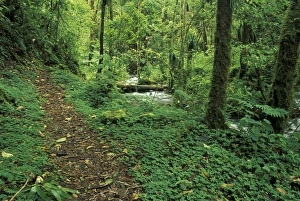 Central America, Costa Rica, Cloud Forest Trail Central America, Costa Rica, Cloud Forest Trail