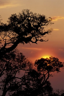 CENTRAL AMERICA, Costa Rica Costa Rican sunset with trees CENTRAL AMERICA, Costa Rica Costa Rican sunset with trees