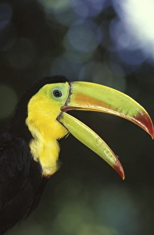 CENTRAL AMERICA, Costa Rica Keel-Billed Toucan CENTRAL AMERICA, Costa Rica Keel-Billed Toucan
