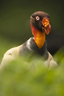 Central America, Costa Rica, King Vulture, Sarcoramphus papa, bird of prey Central America, Costa Rica, King Vulture, Sarcoramphus papa, bird of prey