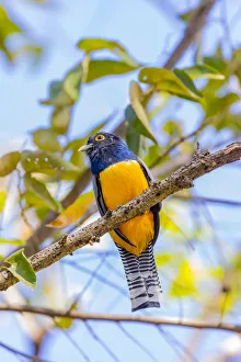 Central America, Costa Rica. Male gartered trogon Central America, Costa Rica. Male gartered trogon