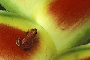 Central America, Panama Bocas del Toro Islands Strawberry poison dart frog Central America, Panama Bocas del Toro Islands Strawberry poison dart frog