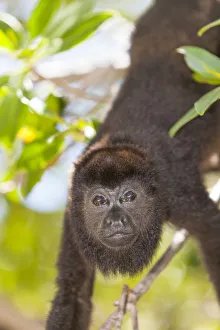 Central American Howler Monkey (Alouatta palliata), rehab center and forest preserve Central American Howler Monkey (Alouatta palliata), rehab center and forest preserve