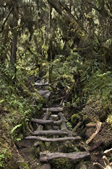 Central Circuit on Ruwenzori through Swampy Forest, Uganda Central Circuit on Ruwenzori through Swampy Forest, Uganda