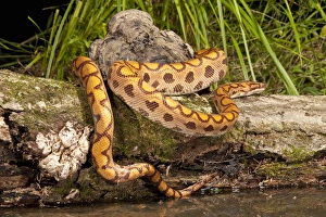 Central PA, USA, Brazilian Rainbow Boa, Epicrates cenchria cenchria, along water Central PA, USA, Brazilian Rainbow Boa, Epicrates cenchria cenchria, along water
