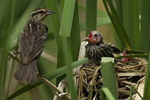 Central PA, USA, Red-winged Blackbird, Agelaius phoeniceus, mother with fledglings at nest Central PA, USA, Red-winged Blackbird, Agelaius phoeniceus, mother with fledglings at nest