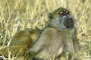 Chacma Baboon, (Papio cyanocephalus), laying in grass, Chobe National Park, Botswana Chacma Baboon, (Papio cyanocephalus), laying in grass, Chobe National Park, Botswana