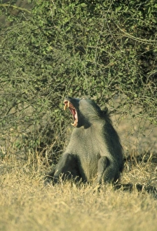 Chacma Baboon, (Papio cyanocephalus), Botswana Chacma Baboon, (Papio cyanocephalus), Botswana