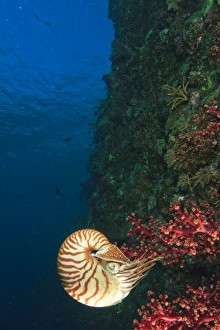 Chambered Nautilus swimming near Gnemelis Dropoff, Palau, Micronesia, Rock Islands Chambered Nautilus swimming near Gnemelis Dropoff, Palau, Micronesia, Rock Islands