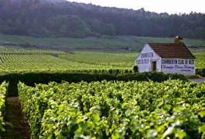 Prints of Chambertin Clos de Beze Grand Cru vineyard with the name painted on a small farm house, owned by Pierre Damoy Images Dated 2007 May: Pierre Damoy's Chambertin Clos Chambertin Clos de Beze Grand Cru Print