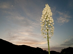 Chaparral yucca flowering in Los Padres National Forest, California, north of Los Angeles Chaparral yucca flowering in Los Padres National Forest, California, north of Los Angeles