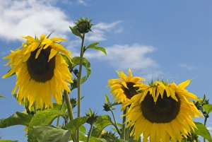 Cheerful yellow giant sunflowers against bright sky Cheerful yellow giant sunflowers against bright sky