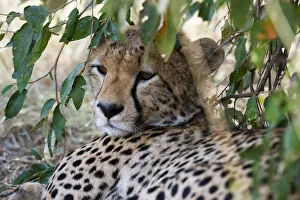 Cheetah (Acinonyx Jubatus), Masai Mara, Kenya Cheetah (Acinonyx Jubatus), Masai Mara, Kenya