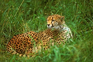 Cheetah (Acinonyx venator) Laying in Grass on the Serengeti Cheetah (Acinonyx venator) Laying in Grass on the Serengeti