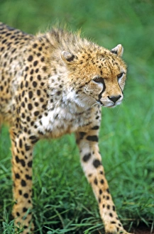 Cheetah (Acinonyx venator)Stalking on the Serengeti Cheetah (Acinonyx venator)Stalking on the Serengeti