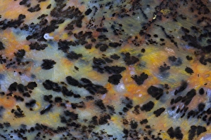 Macro Mineral Photography Prints: Cheetah Agate