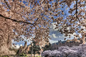 Cherry blossoms in peak bloom, spring, University of Washington campus, Seattle, Washington State Cherry blossoms in peak bloom, spring, University of Washington campus, Seattle, Washington State
