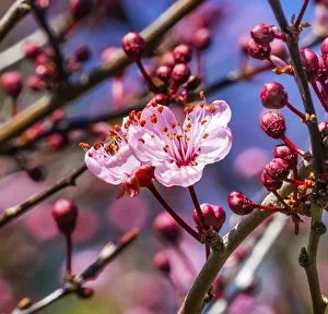 Cherry plum blossom flowering, Bellevue, Washington State Cherry plum blossom flowering, Bellevue, Washington State