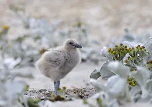 Chick of Falkland Skua or Brown Skua (Stercorarius antarcticus Chick of Falkland Skua or Brown Skua (Stercorarius antarcticus