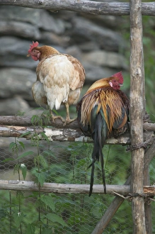 Chickens near Flam; situated in the innermost part of the Sognefjord surrounded by high mountains Chickens near Flam; situated in the innermost part of the Sognefjord surrounded by high mountains