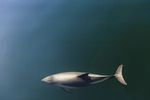 Chile, Patagonia, Lake District. Peales Dolphin (Lagenorhynchus australis) Chile, Patagonia, Lake District. Peales Dolphin (Lagenorhynchus australis)