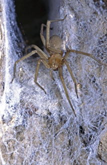 The Chilean recluse (Loxosceles laeta), is a venomous spider of the family Sicariidae The Chilean recluse (Loxosceles laeta), is a venomous spider of the family Sicariidae