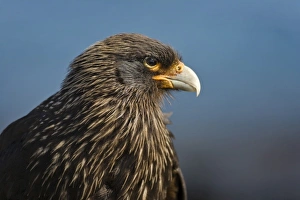 Chimango Caracara (Milvago chimango), Falkland Islands Chimango Caracara (Milvago chimango), Falkland Islands