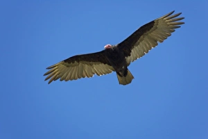 Chimango Caracara (Milvago chimango) in flight, Falkland Islands Chimango Caracara (Milvago chimango) in flight, Falkland Islands